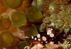 Tiny bubble shrimp no bigger than a piece of rice !! Firs... by Alex Tattersall 